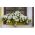 Petunia ogrodowa - Kaskada biała - 160 nasion