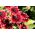 Rudbekia dwubarwna Cherry Brandy - 150 nasion