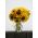 Słonecznik średnio-wysoki na kwiat cięty mieszanka - 135 nasion