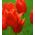 Tulipan Noranda - 5 cebulek
