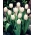 Tulipan White Dream - 5 cebulek