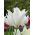 Tulipan White Wings - 5 cebulek