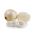 Cebula Avalon biała - 750 nasion