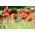 Mak biedronkowy Ladybird - 3080 nasion