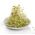Nasiona na kiełki - Lucerna - 100 gram