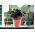 Osłonka z koronkowym wykończeniem, ażurowa Naturo - 14,5 cm - brzoskwiniowa