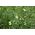 Peluszka, Groch siewny pastewny na poplon - 1000 gram