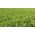 Peluszka, Groch siewny pastewny na poplon - 1000 gram