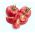 Pomidor Pink Wonder F1 - malinowy szklarniowy - 7 nasion