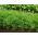Koper ogrodowy Szmaragd - 100 gram - 65000 nasion