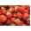 Truskawka wczesna o dużych owocach - Honeoye - 500 szt.