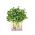 BIO Nasiona na kiełki - Rzodkiewka - Certyfikowane nasiona ekologiczne - 1700 nasion