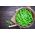 BIO Fasola szparagowa zielona Slenderette - Certyfikowane nasiona ekologiczne