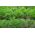 BIO Koper ogrodowy - Certyfikowane nasiona ekologiczne - 2800 nasion