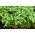 BIO Nasiona na kiełki - Rzeżucha - Certyfikowane nasiona ekologiczne - 13500 nasion