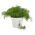 Koper ogrodowy Tetra - najlepszy na wczesny, zielony zbiór - 2800 nasion