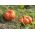 Dynia olbrzymia Rouge vif d'Etampes - duże, spłaszczone, żebrowane owoce - 9 nasion