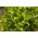 Endywia - mieszanka odmian - Baby Leaf - 900 nasion