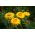 Kocanka ogrodowa, Nieśmiertelnik żółta - 1250 nasion