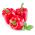 Papryka Ożarowska - czerwona, słodka - 90 nasion