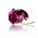 Pelargonia rabatowa fioletowa - 6 nasion