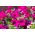 Petunia zwisająca, Surfinia purpurowofioletowa Rubina - 80 nasion