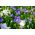 Platykodon, Rozwar wielkokwiatowy - mieszanka - 110 nasion