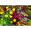 Szarłat Magic Cascade - mieszanka kolorowych gatunków - 700 nasion