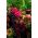 Szarłat Kalejdoskop Barw - mieszanka kolorowych gatunków - 700 nasion