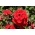 Werbena ogrodowa czerwona - 120 nasion
