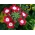 Werbena ogrodowa czerwona z białym oczkiem - 120 nasion
