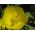 Wiesiołek missuryjski - żółty - 6 nasion