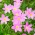 Zefirant różowy - 10 cebulek