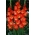 Gladiolus - Mieczyk Nikita - 5 cebulek