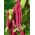 Szarłat Magic Cascade - mieszanka kolorowych gatunków - 700 nasion