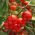Pomidor gruntowy Alka – nasiona otoczkowane - 100 nasion