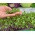 Microgreens - Kalarepa - młode listki o unikalnym smaku - 1040 nasion