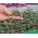 Microgreens - Kapusta głowiasta czerwona - młode listki o unikalnym smaku - 1080 nasion