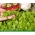 Microgreens - Sałata zielona - młode listki o unikalnym smaku - 1250 nasion