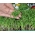 Microgreens - Szpinak - młode listki o unikalnym smaku - 800 nasion