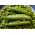 BIO Groch siewny łuskowy Progress 9 - Certyfikowane nasiona ekologiczne