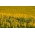 Łubin żółty - idealny na poplon - 500 gram - 3000 nasion