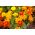 Aksamitka rozpierzchła - mieszanka o kwiatach pojedynczych - 350 nasion