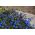 Lobelia przylądkowa niebieska - Stroiczka - 6400 nasion