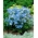 Ostróżka wielkokwiatowa - niebieska - 375 nasion