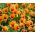Bratek wielkokwiatowy - pomarańczowy z czarną plamą Orange mit Auge - 240 nasion