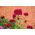 Goździk brodaty Scarlet Beauty - szkarłatny - 450 nasion