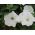 Petunia wielkokwiatowa - biała - 80 nasion