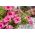 Petunia wielkokwiatowa - różowa - 80 nasion