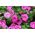 Petunia wielkokwiatowa - różowa - 80 nasion